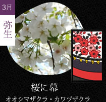 桜に幕
