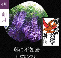 藤に不如帰