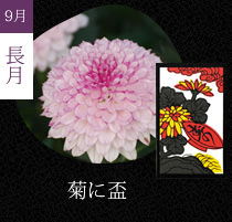 菊に盃