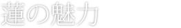 蓮の魅力